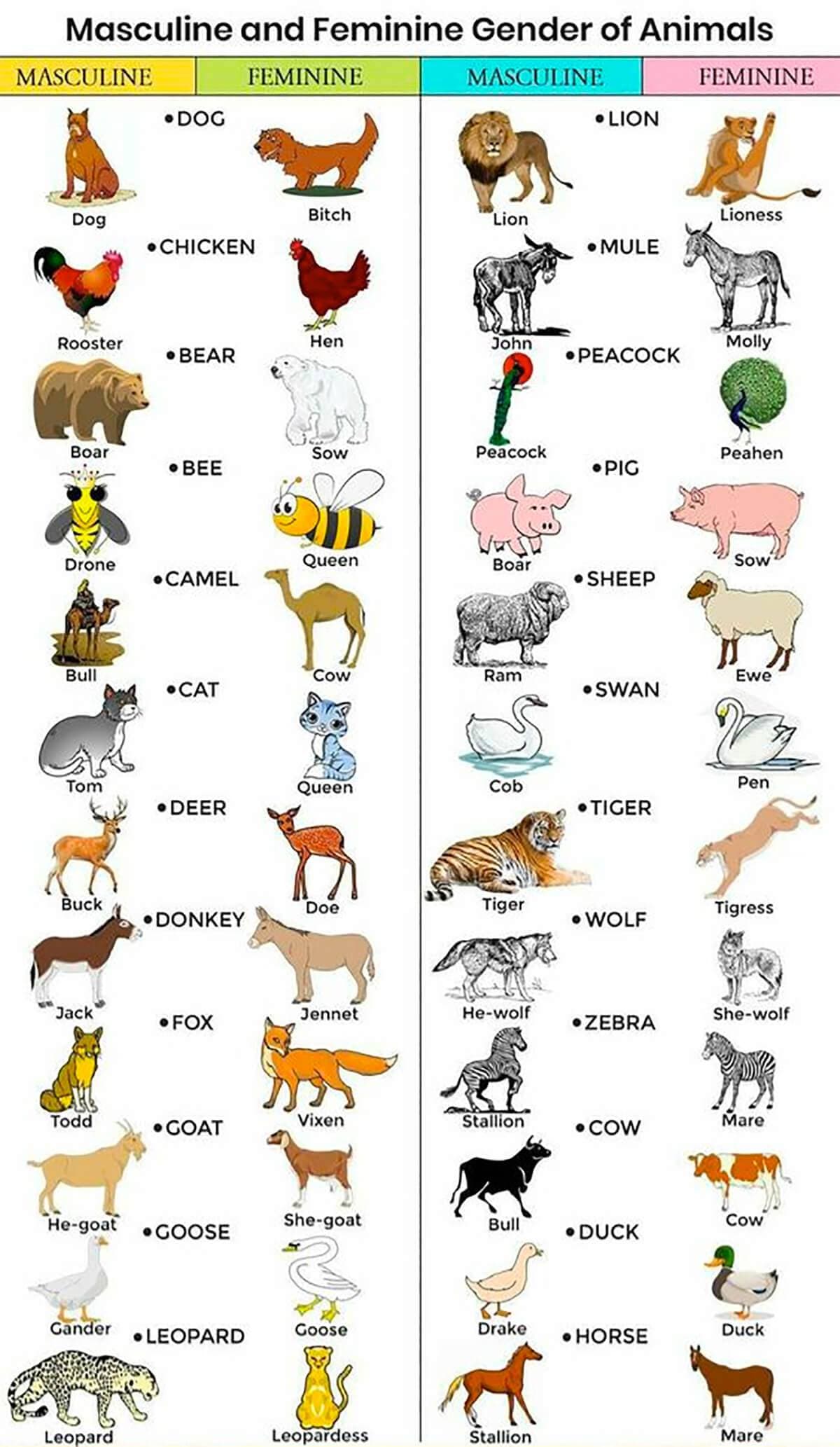 Phân biệt từ vựng về giới tính ở động vật
