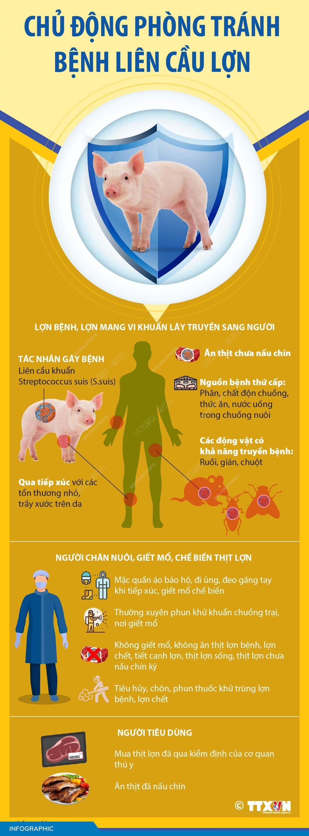 Chủ động phòng tránh bệnh liên cầu lợn