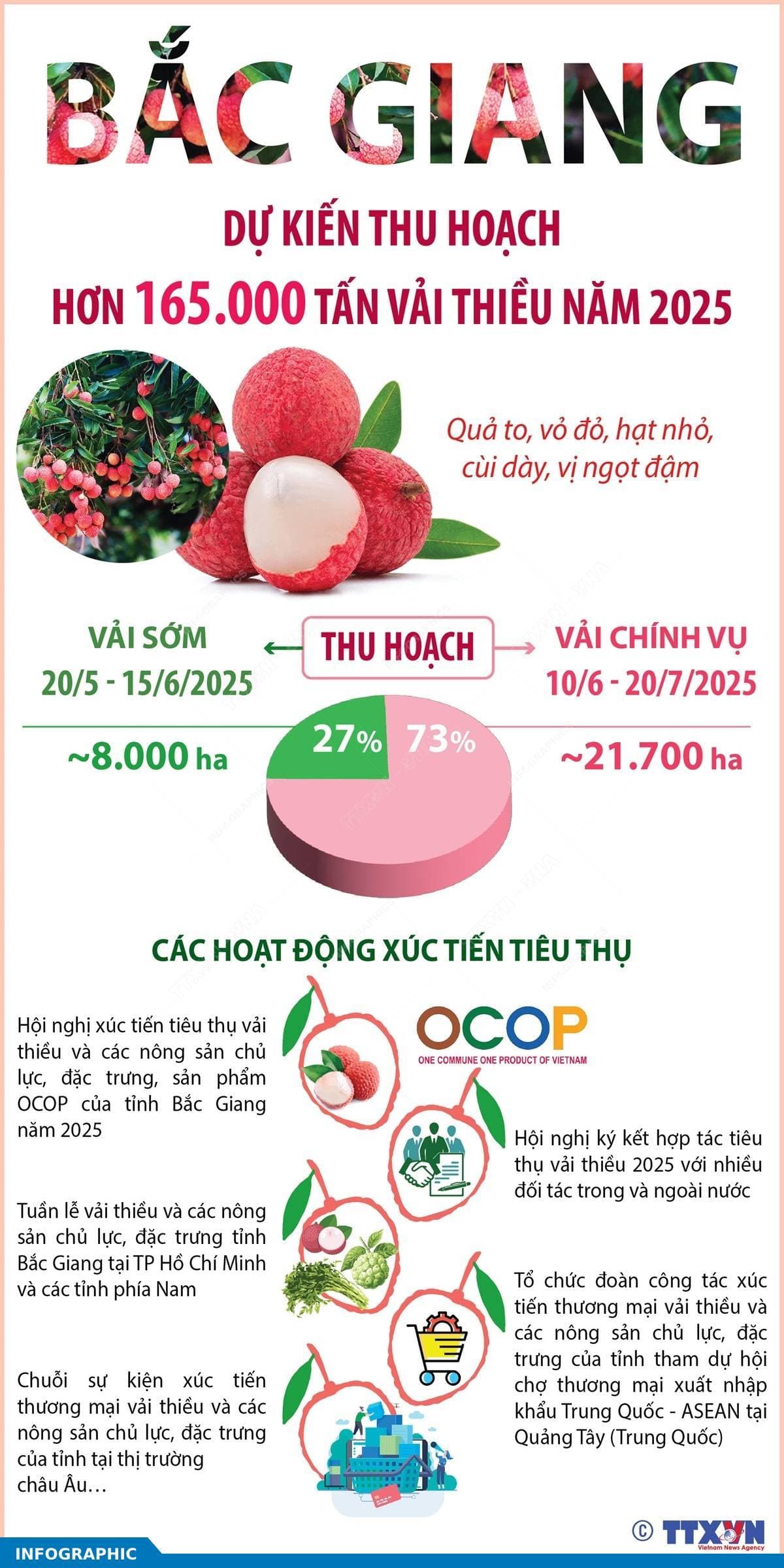 Bắc Giang dự kiến thu hoạch hơn 165.000 tấn vải thiều năm 2025